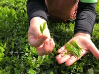 Bio Matcha Hananokaori, Ceremonial Grade, Super-Premium 6 Bio Matcha Hananokaori, Ceremonial Grade, Super-Premium – Bild 4