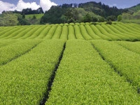 Bio Matcha Mainichi, Premium Grade 5 Bio Matcha Mainichi, Premium Grade – Bild 3