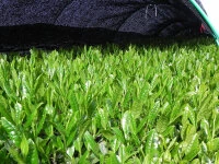 Bio Matcha Mainichi, Premium Grade 6 Bio Matcha Mainichi, Premium Grade – Bild 4